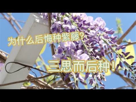 紫藤花风水|紫藤的風水禁忌及風水講究有哪些